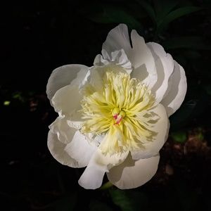 Meet your Posher, Nadine